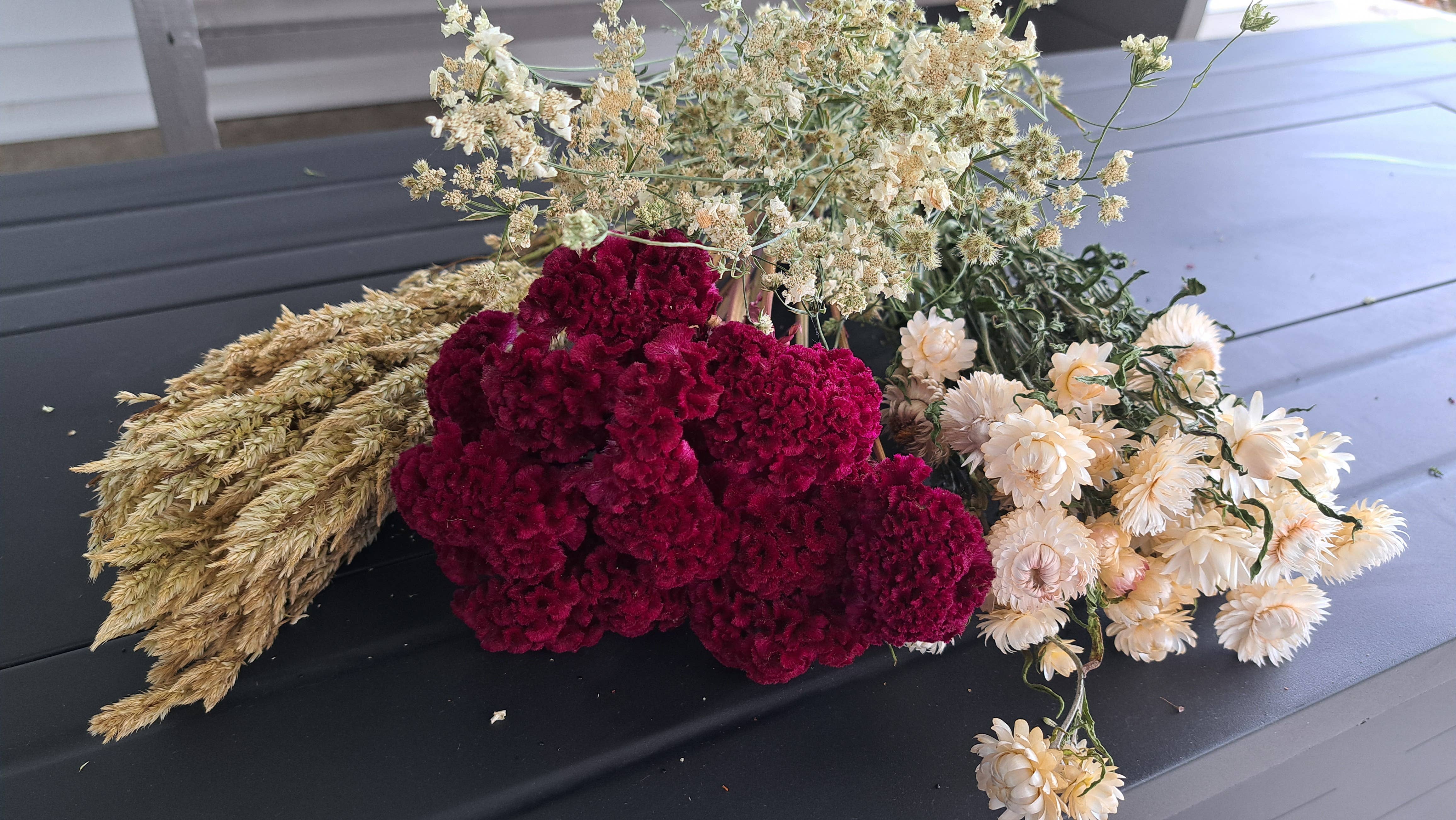 Fence Post Florals - Wholesale Dried/pressed flowers - Celosia-Sylphid5