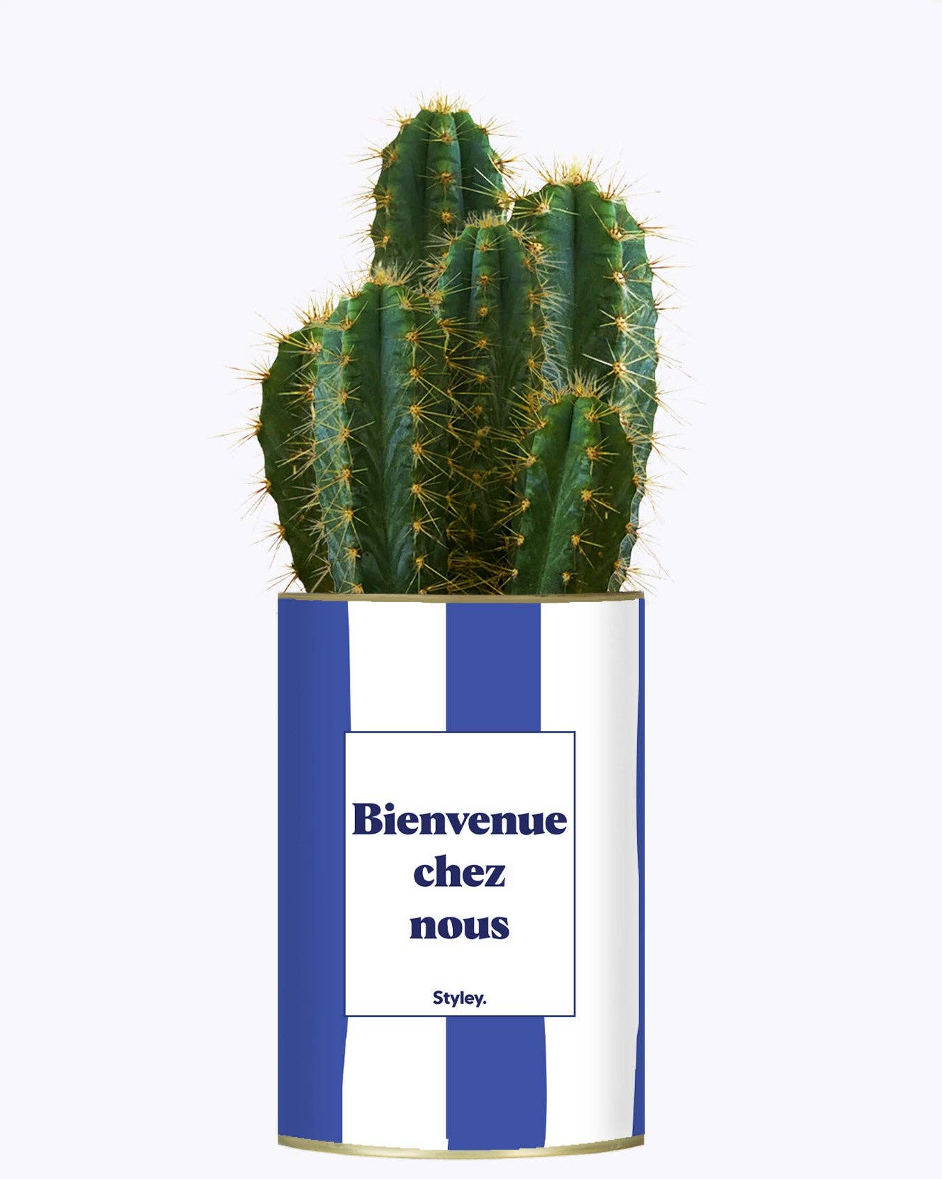 Styley - Wholesale Succulent - Bienvenue Chez Nous - Cactus0