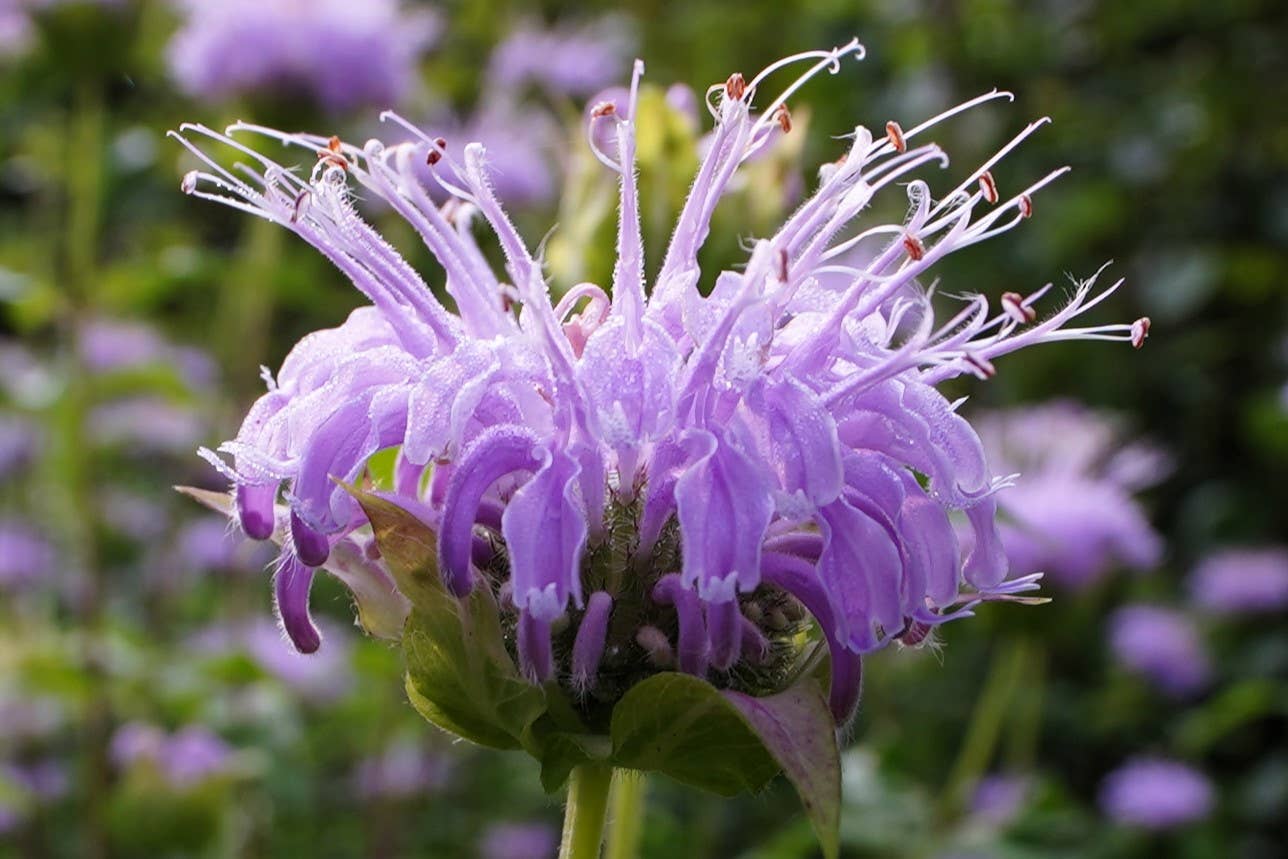 Northwoods Tea & Herb LLC - Wholesale Loose Tea - Bee Balm Tea 5