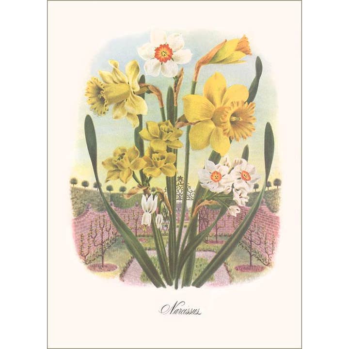 Greeting Card FC-348 Narcissus for wholesale by Found Image Press