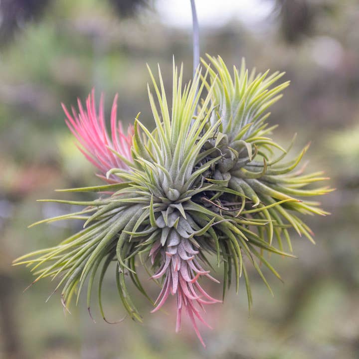 Tillandsia Ionantha Rubra Hanging Clusters with Hook for Hanging for wholesale by Air Plant Shop