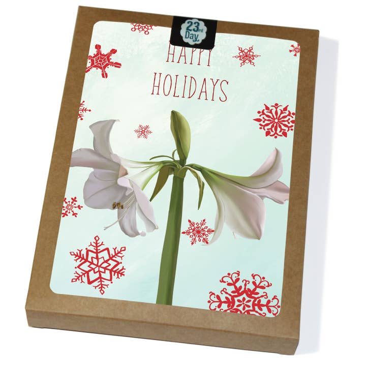 Vita Amaryllis boxade kort för wholesale av 23rd Day Paper Goods