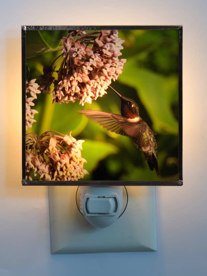 Ruby-throated Hummingbird for wholesale by Solarography