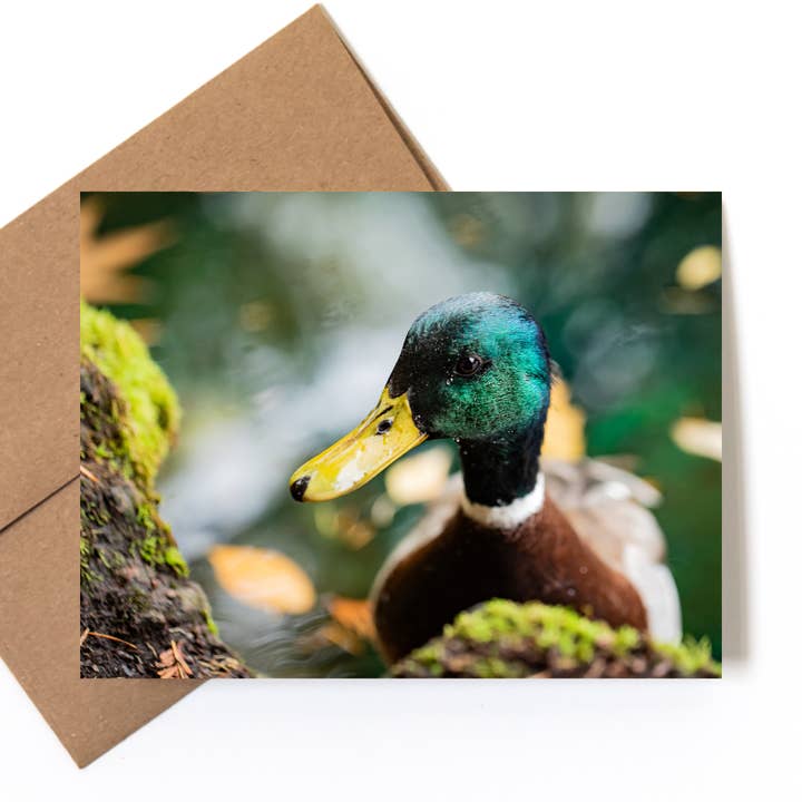 Andrea Morris Art - Wholesale Everyday Greeting Card - "Lunchtime Companions" Nature Photo Greeting Card