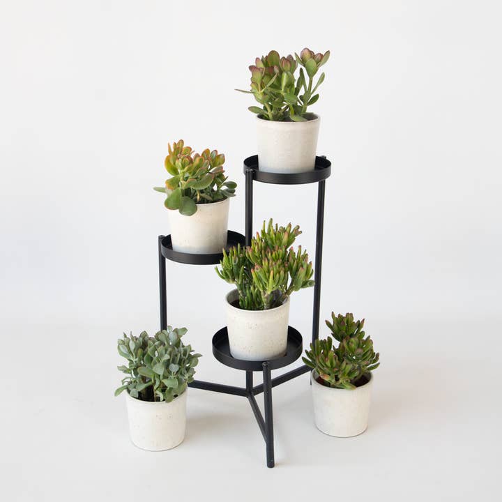 Oasis of Life - Wholesale Succulent - Money Tree Mix – 5 Plants – Crassula ovata Varieties ‘Minor’, ‘Hobbit’, ‘Gollum’, ‘Sunset’ & ‘Curly’ – Height 10–25cm – Ø12cm – Easy-care Succulents – Decorative Jade Plants for Home & Office2