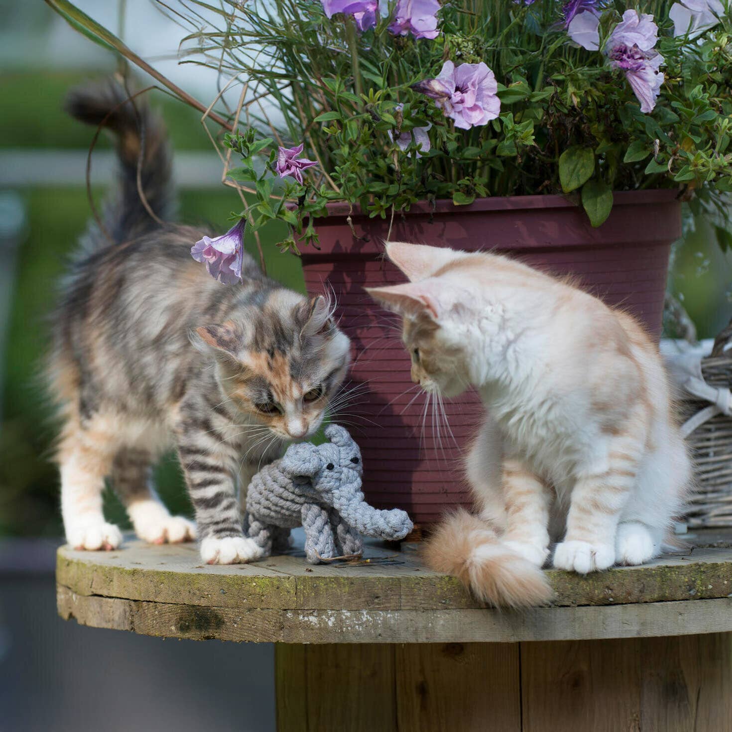 LABONI - Volentis GmbH - Wholesale Pet Chew Toy - Dog - ELTON ELEFANT JR. – The Classic with Big Play Value7