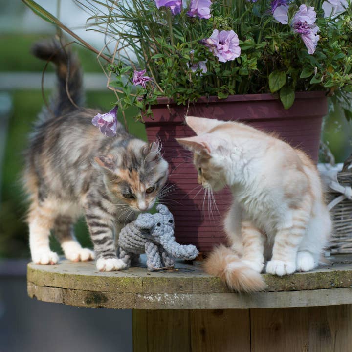 LABONI - Volentis GmbH - Wholesale Pet Chew Toy - Dog - ELTON ELEFANT JR. – The Classic with Big Play Value7