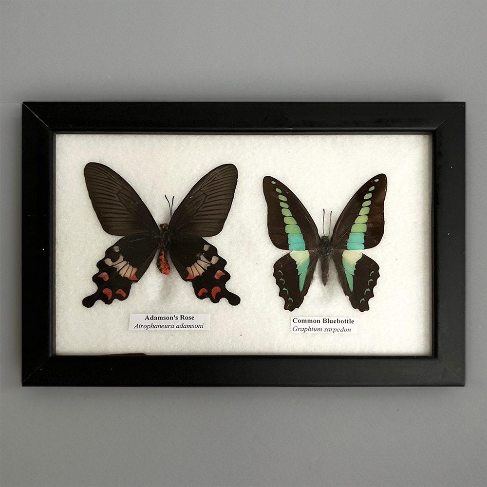 VIE – wholesale Wall Accent – Butterfly Mounted Under Glass, Assorted24