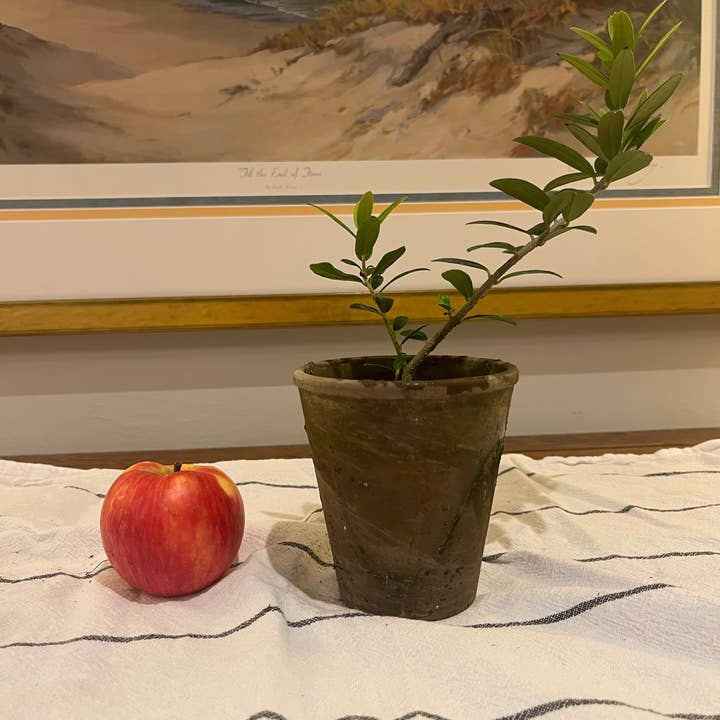 Sunrise Topiaries - Wholesale Live Plant - Live Arbequina Olive Tree in 4 Inch Pot