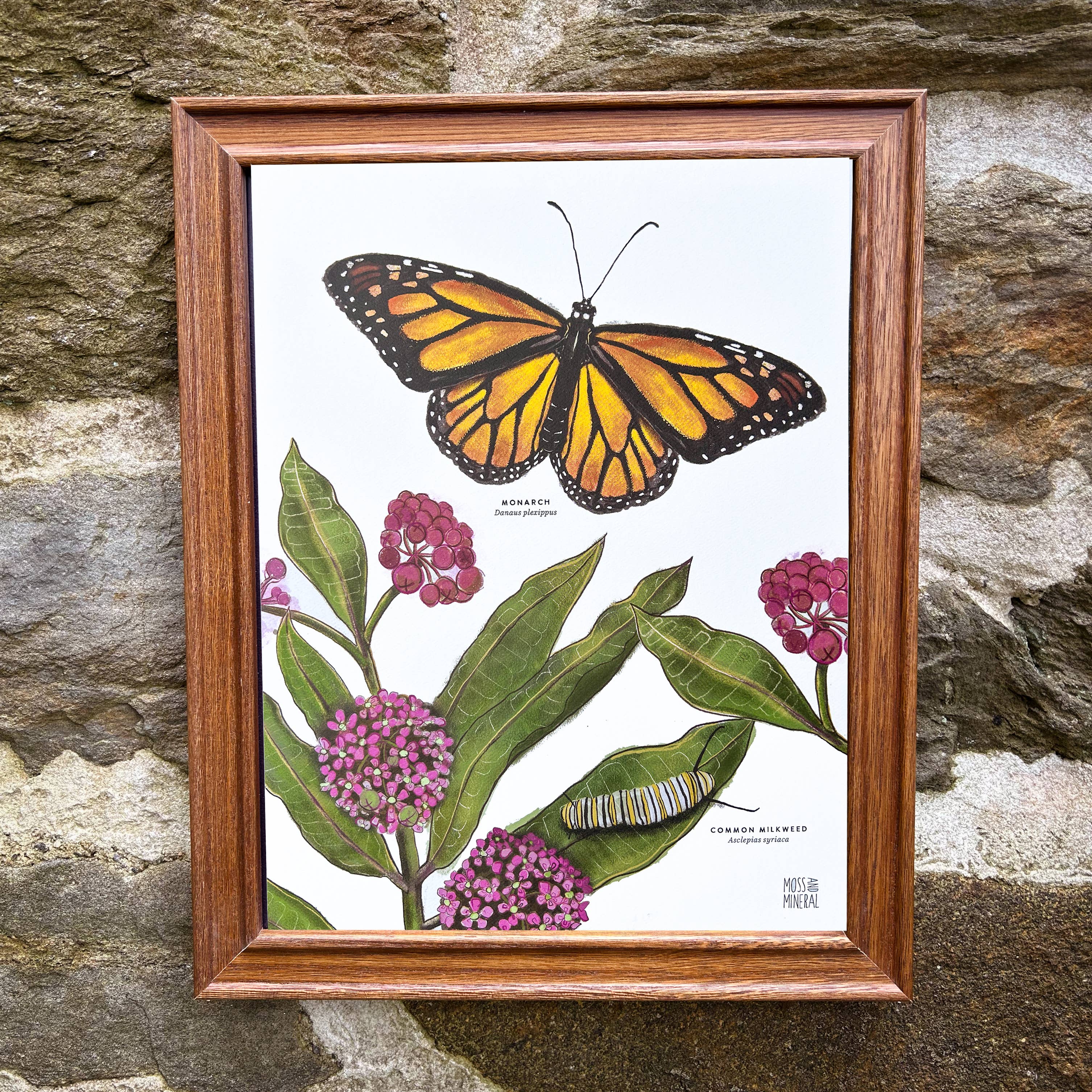 Moss and Mineral - Wholesale Art Print - Monarch and Milkweed Print, Botanical Illustration 8