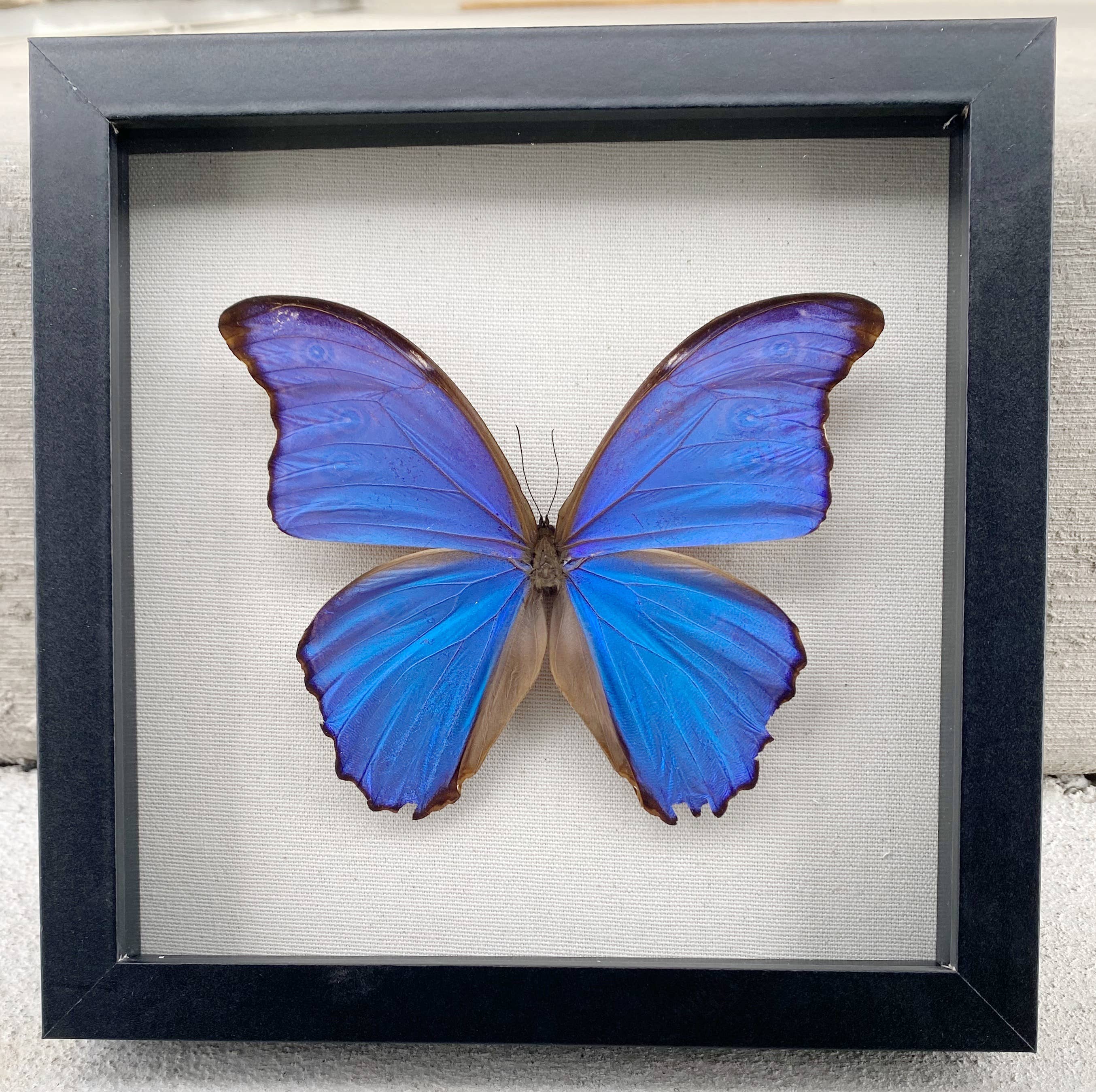 Sunny & Stuff - Wholesale Wall Accent - Framed Blue Morpho Butterfly0