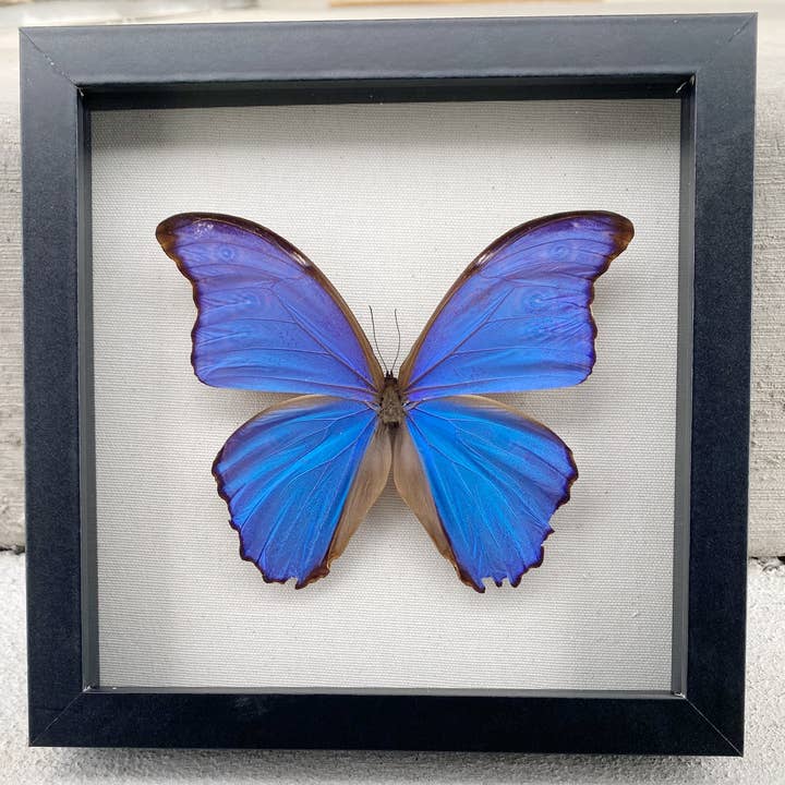 Sunny & Stuff - Wholesale Wall Accent - Framed Blue Morpho Butterfly