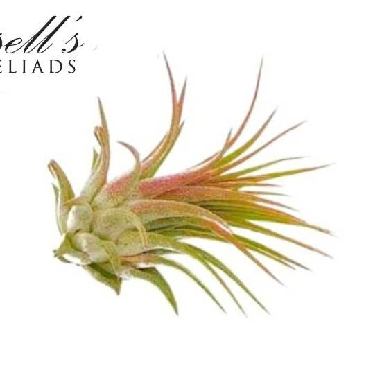 Russell's Bromeliads - Wholesale Live Plant - Ionantha Rubra, 1-2"0