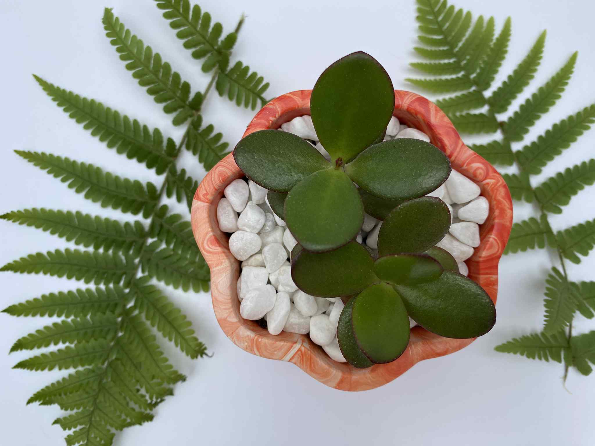 Little Lottie’s - Wholesale Plant Pot - Orange Indoor Planter | Plant Pot | Small Planter0