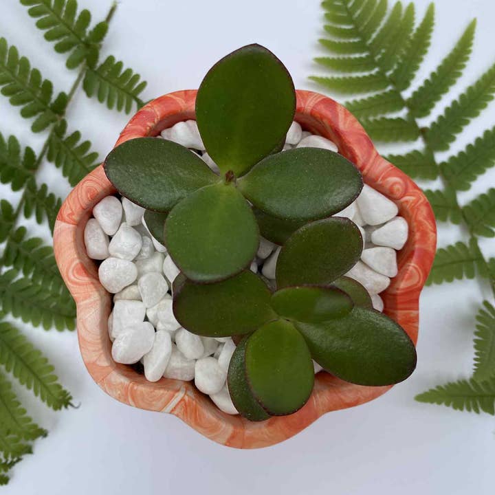 Little Lottie’s - Wholesale Plant Pot - Orange Indoor Planter | Plant Pot | Small Planter0