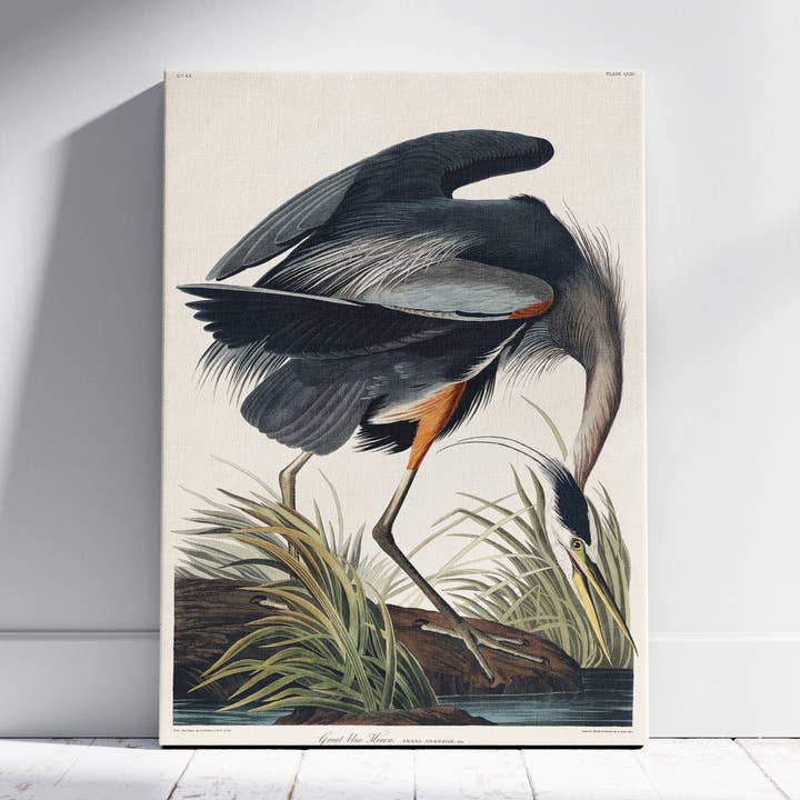 Great Blue Heron Of America - John James Audubon - Framed Canvas Wall Art Print (Copy) for wholesale by House Prints