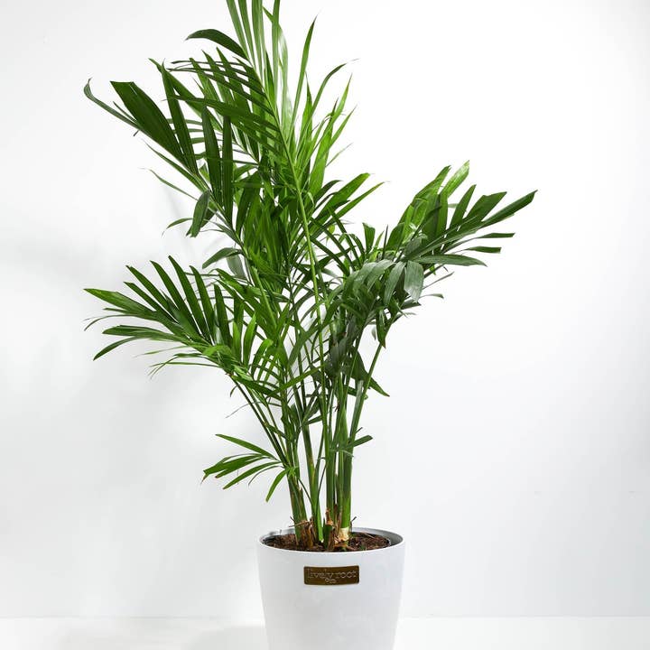 Lively Root - Wholesale Live Plant - Areca Palm Indoor Tree14