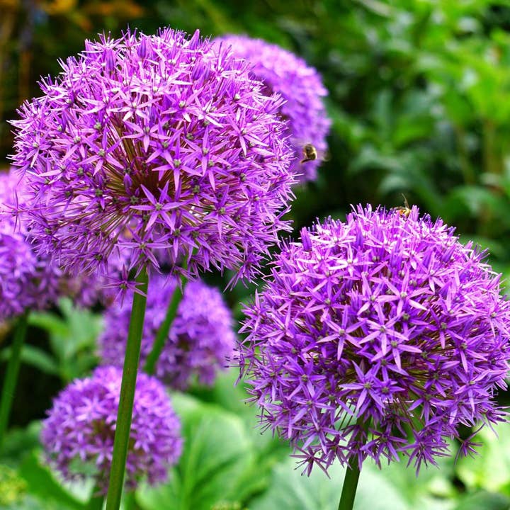 Oasis of Life - Wholesale Plant seeds - Allium bulbs – 15 flower bulbs – Purple & White mix – Flower bulbs for garden & bed – Ornamental garlic with purple and white flowers – Hardy spring bloomers6