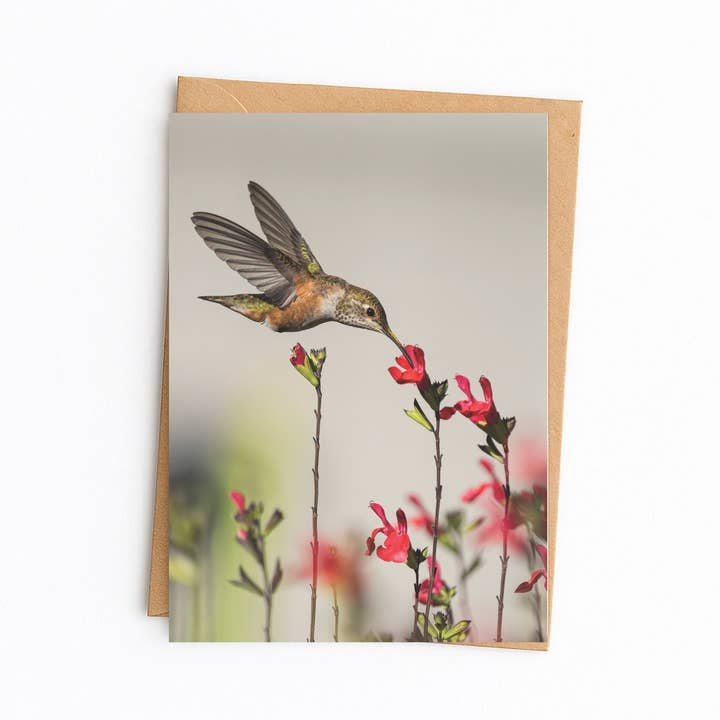 Rufous Hummingbird all occasion note card for wholesale by Elster Photography/Big Picture Greetings