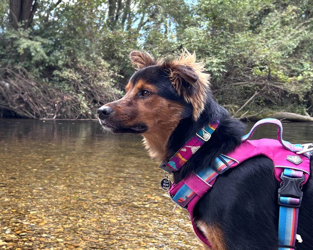 Pichincha - Wholesale Pet Collar - Dog - Tribal Pattern Ecuadorian Large Pet Dog Thin Collar1