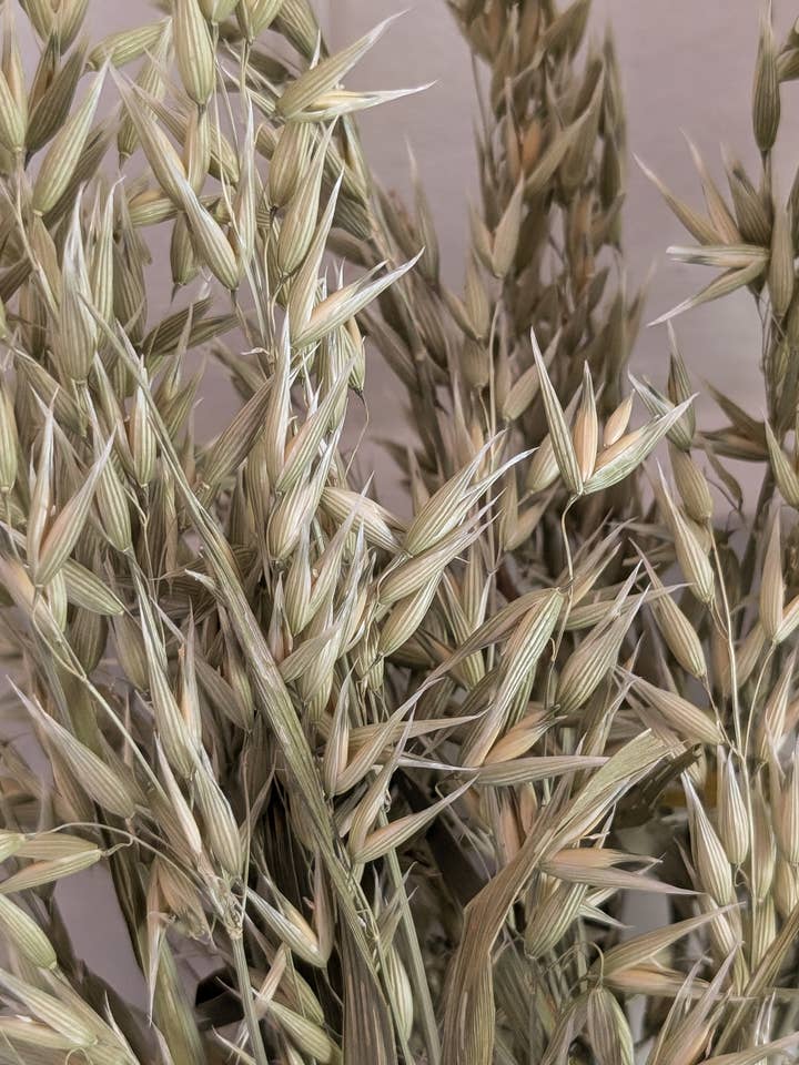 Natural Avena Oats 60-70cm for wholesale by Banksia Botanicals
