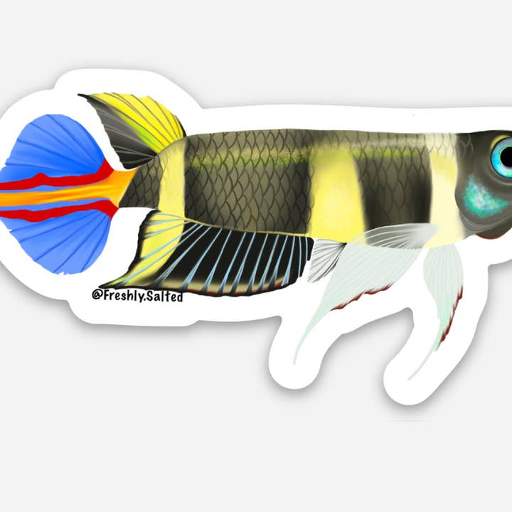 Clown Killifish Sticker for wholesale by Freshly Salted LLC