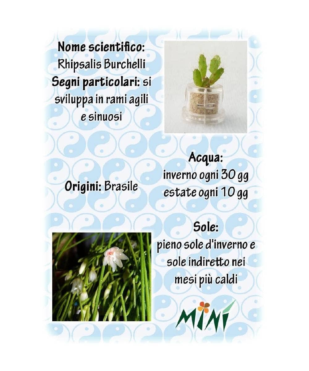MINÌ®Italia di Luigi Paolicchi - Wholesale Plant Seeds - Minì Box Fun Kira - Mini plant for the brave and the tenacious4