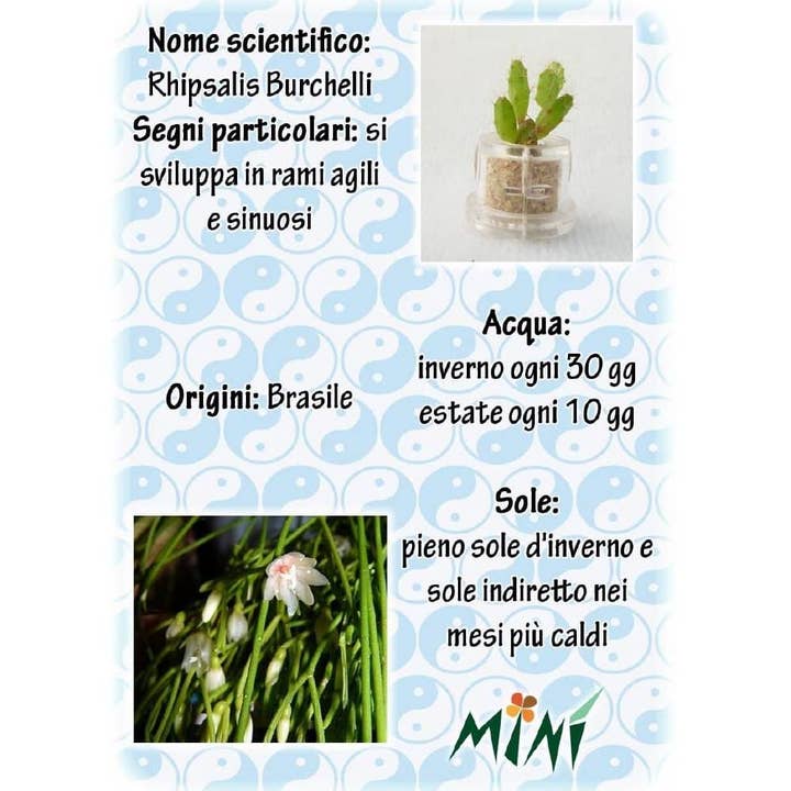 MINÌ®Italia di Luigi Paolicchi - Wholesale Plant Seeds - Minì Box Fun Kira - Mini plant for the brave and the tenacious4