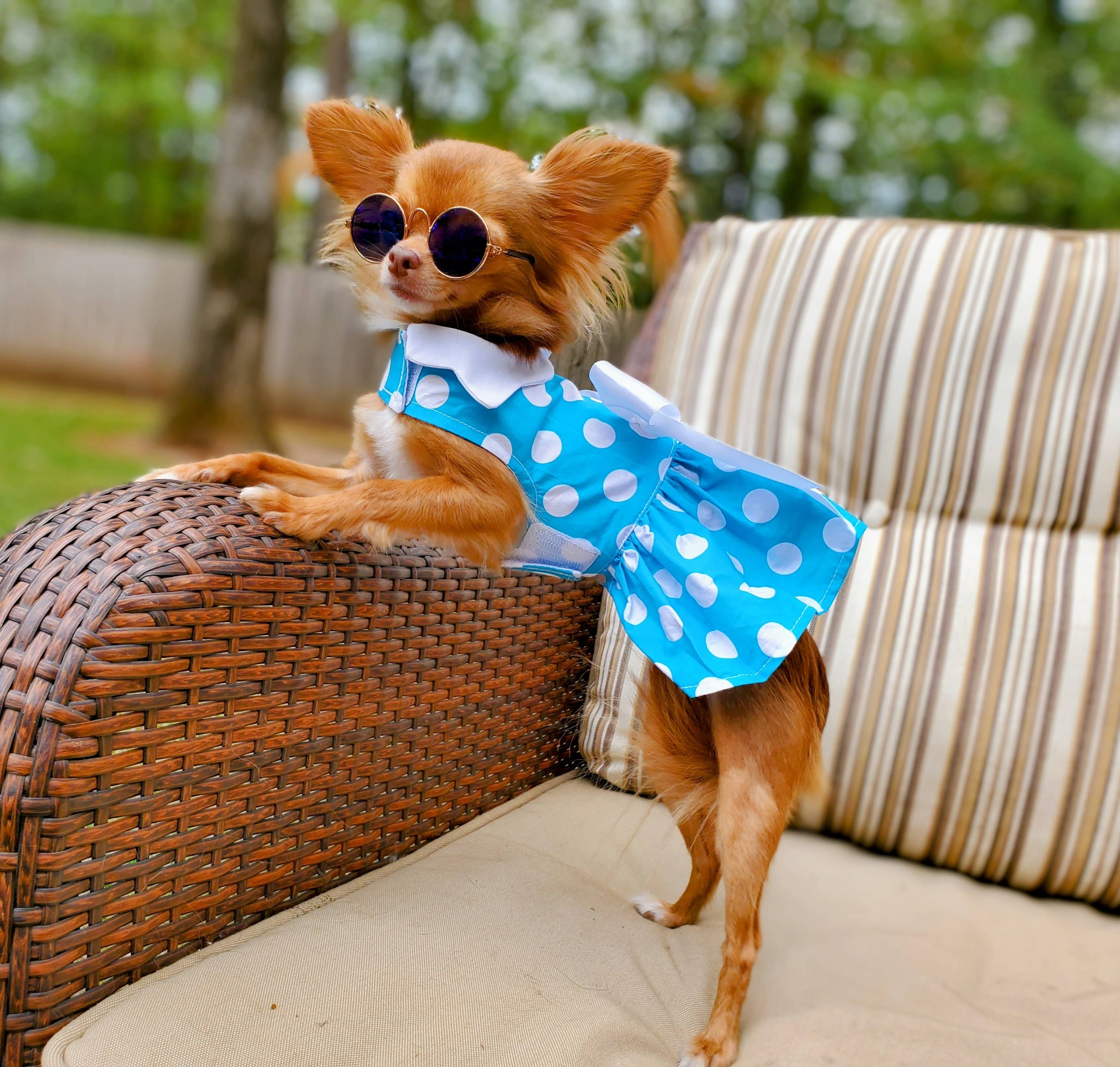 Doggie Design - Wholesale Pet Dress - Dog - Blue Polka Dot Dog Dress w/ Matching Leash2