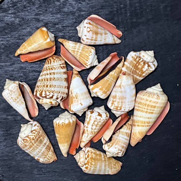 Conchiglie di Strombo alla Fragola - B82 per la vendita all'ingrosso da parte di Spice Islands Coastal