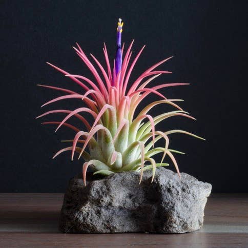 The Artizan Way - Wholesale Live Plant - T. Ionantha Rubra Bulk (12+ Plants) | Live Air Plant 1