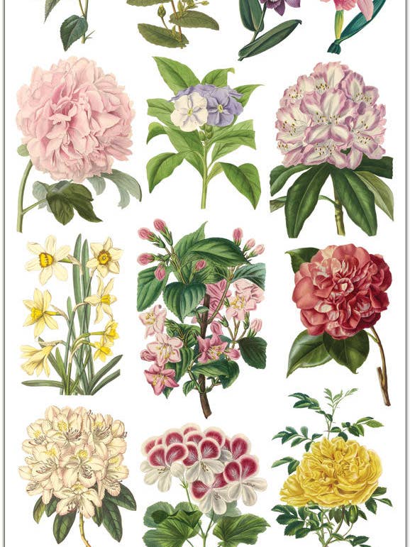C244 Encyclopedia Floral Stickers for wholesale by Violette Stickers