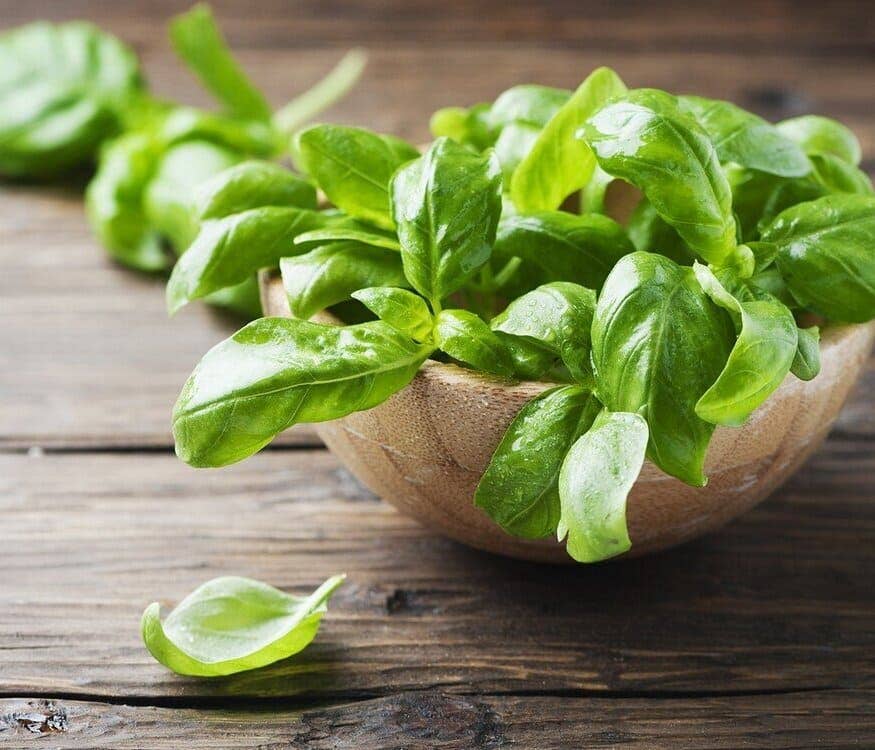Bio Orto Società Cooperativa Agricola - Wholesale Pesto - Organic basil pesto2