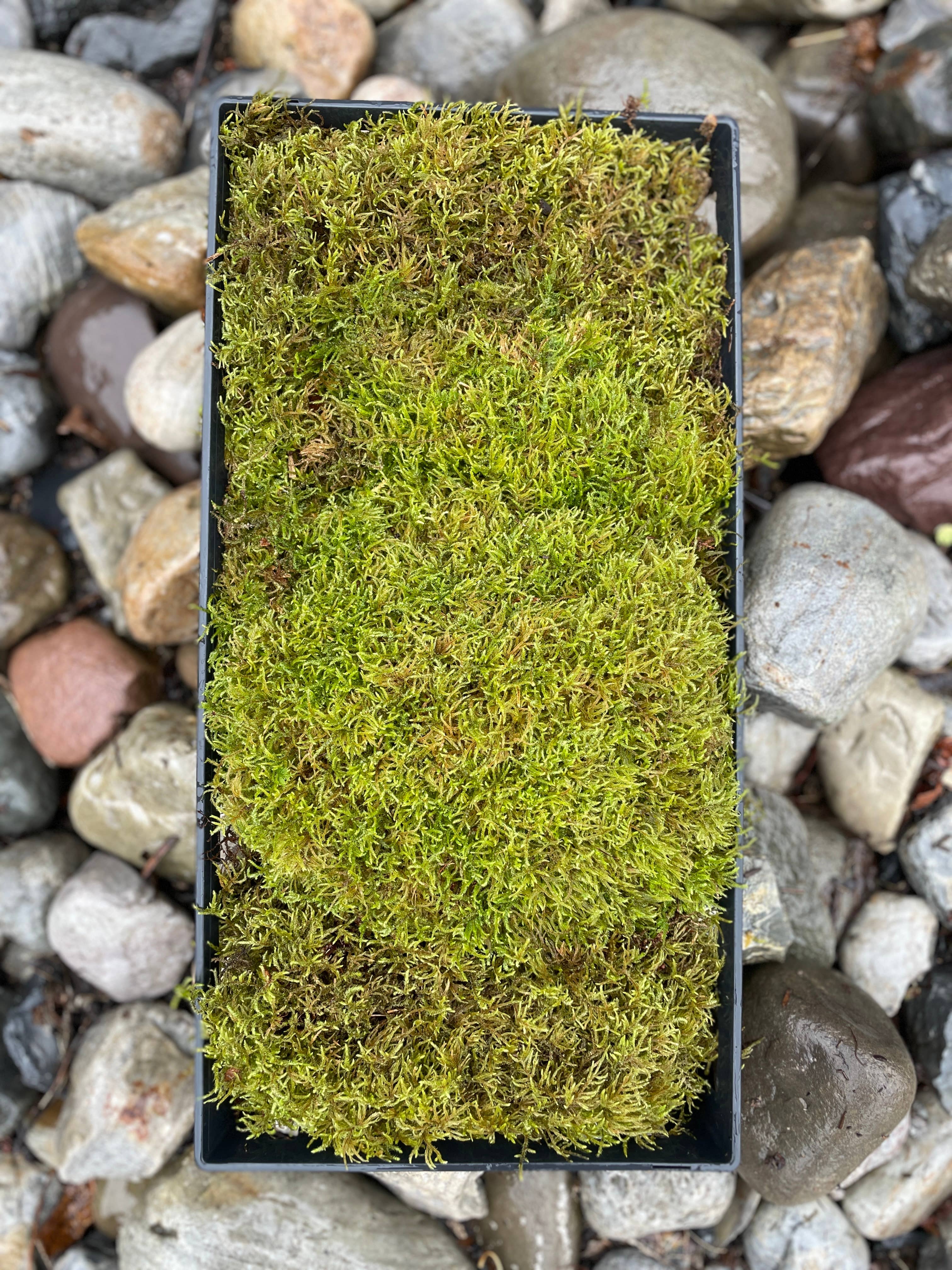 Moss & Stone Gardens – Engroshandel Ægte plante – Levende Tæppe Mos (1-1000 kvadratfod) - Rhytidiadelphus0