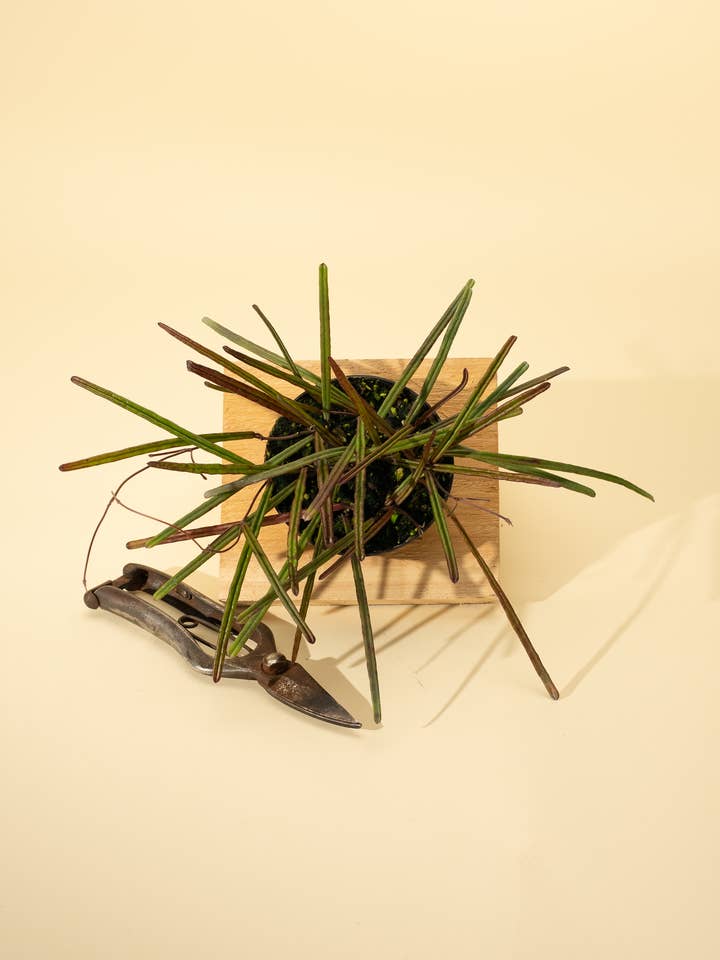 4" Hoya 'Insularis' for wholesale by BWH Plant Co