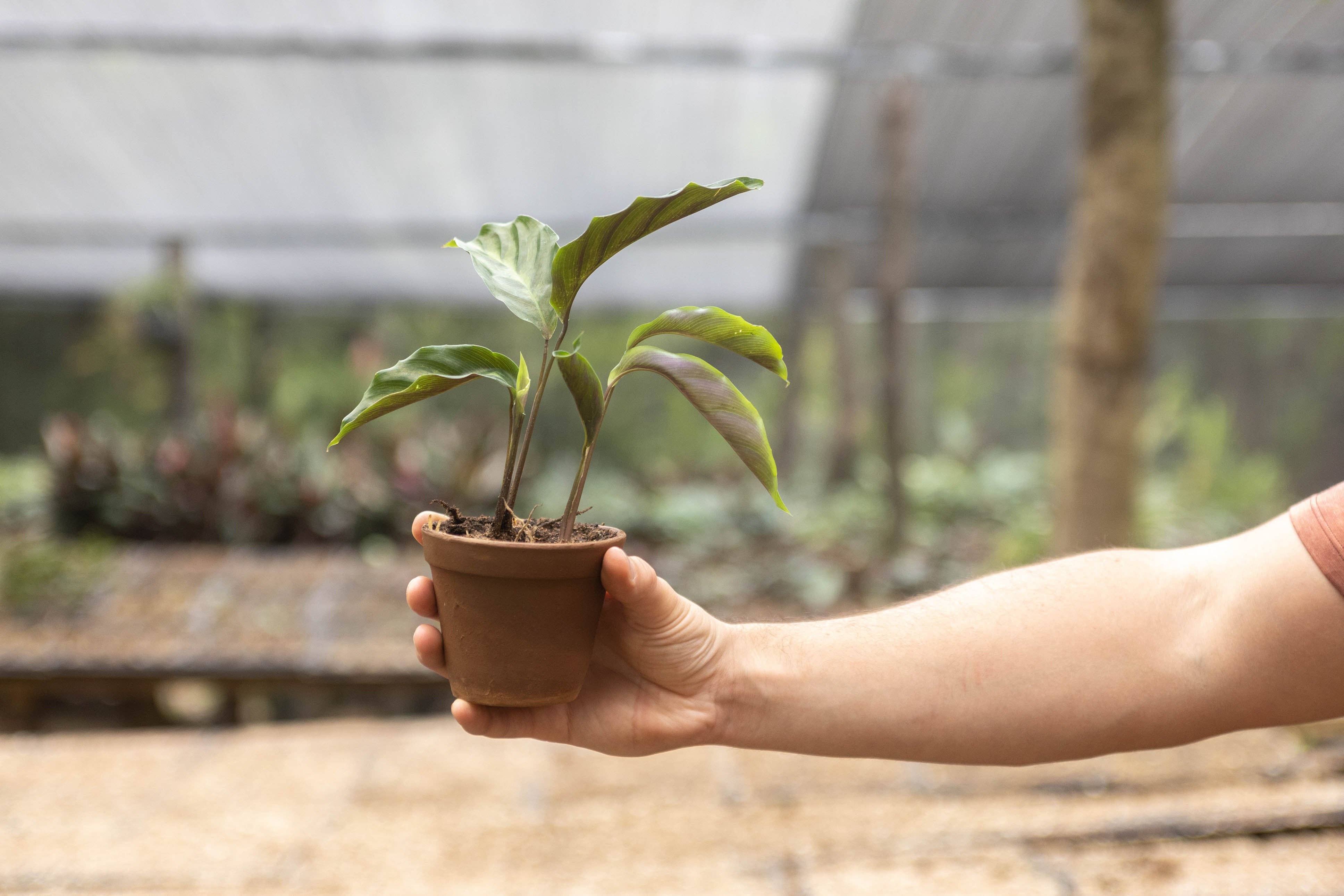 Air Plant Shop - Wholesale Live Plant - Calathea 'Prayer Plants' Rufibarba Fresh Rooted Cuttings6