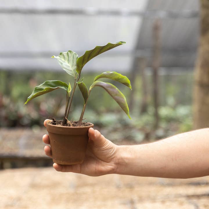 Air Plant Shop - Wholesale Live Plant - Calathea 'Prayer Plants' Rufibarba Fresh Rooted Cuttings6