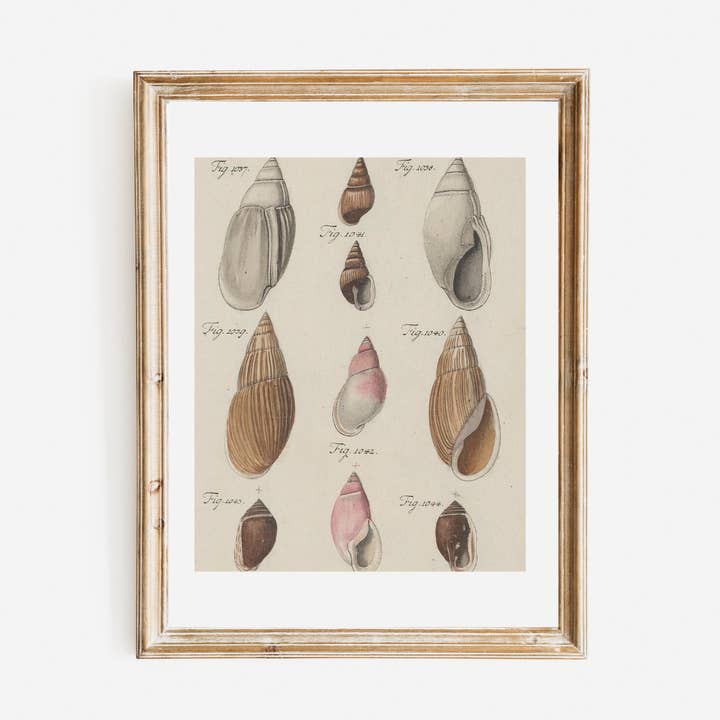 Sea to Skye - Wholesale Art Print - Antique Shells I Antique Print0