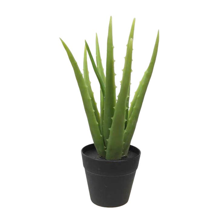 Plante d'aloe vera, plante artificielle, en pot noir, très réelle pour la vente par Michael & Philipp Noll e. K.