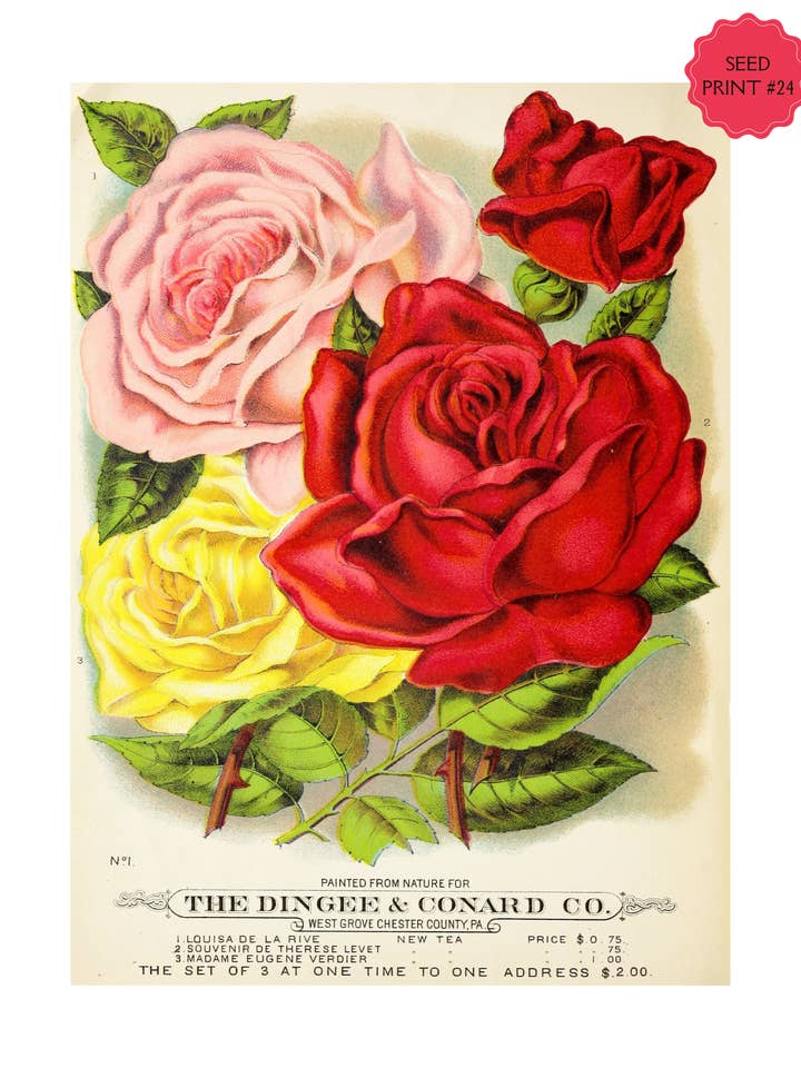 KUNSTDRUCK „SEED PACKET“ IM VINTAGE-STIL #24 für den Großhandel von Crow's Tourmaline