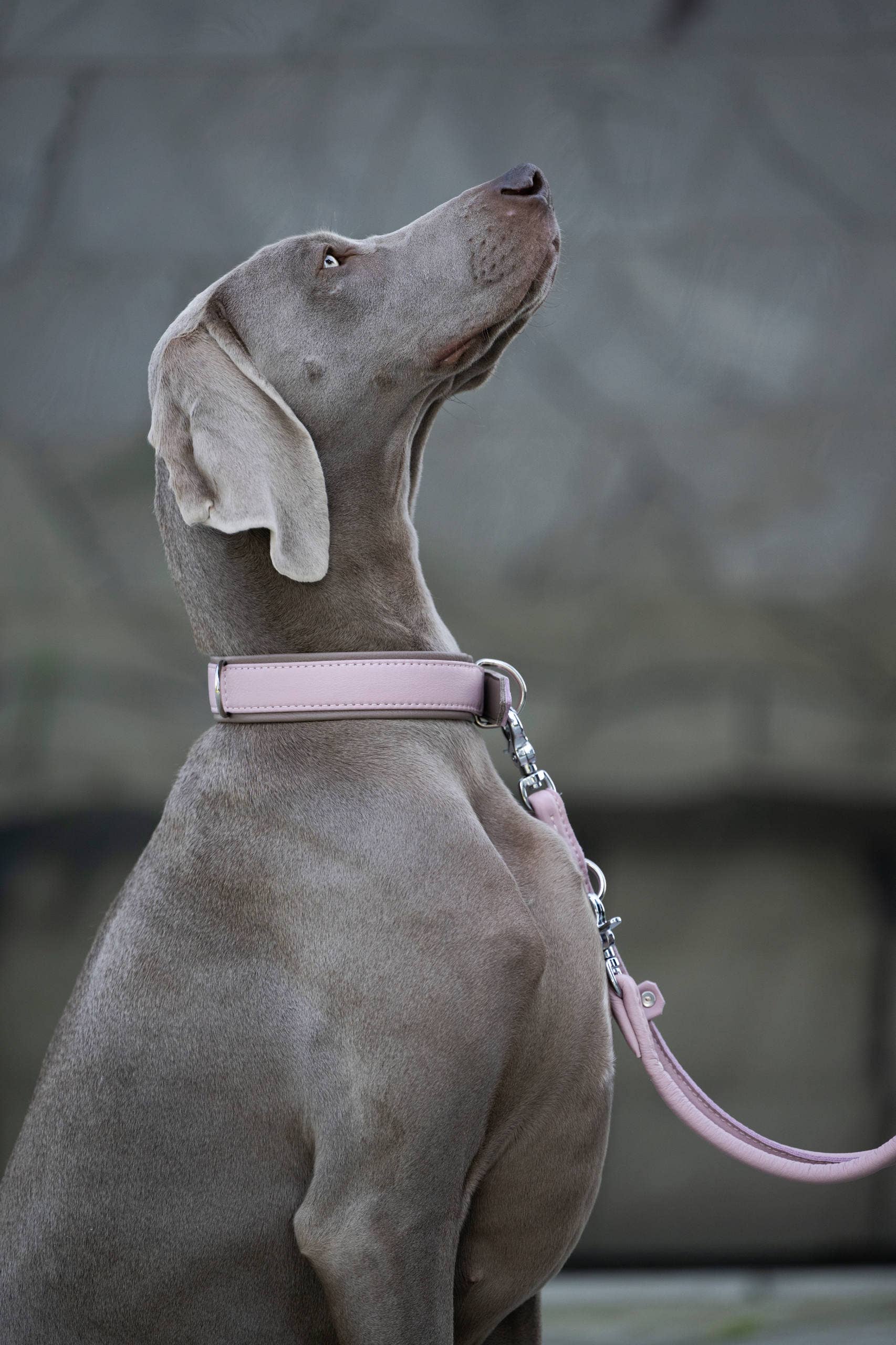 LABONI - Volentis GmbH - Wholesale Pet Collar - Dog - AMICI dog collar46