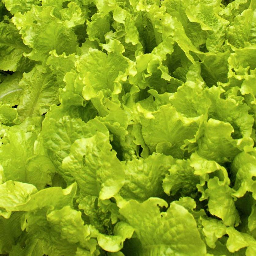 Sow True Seed - Vente Graines de plantes - Graines de laitue - Simpson à graines noires3