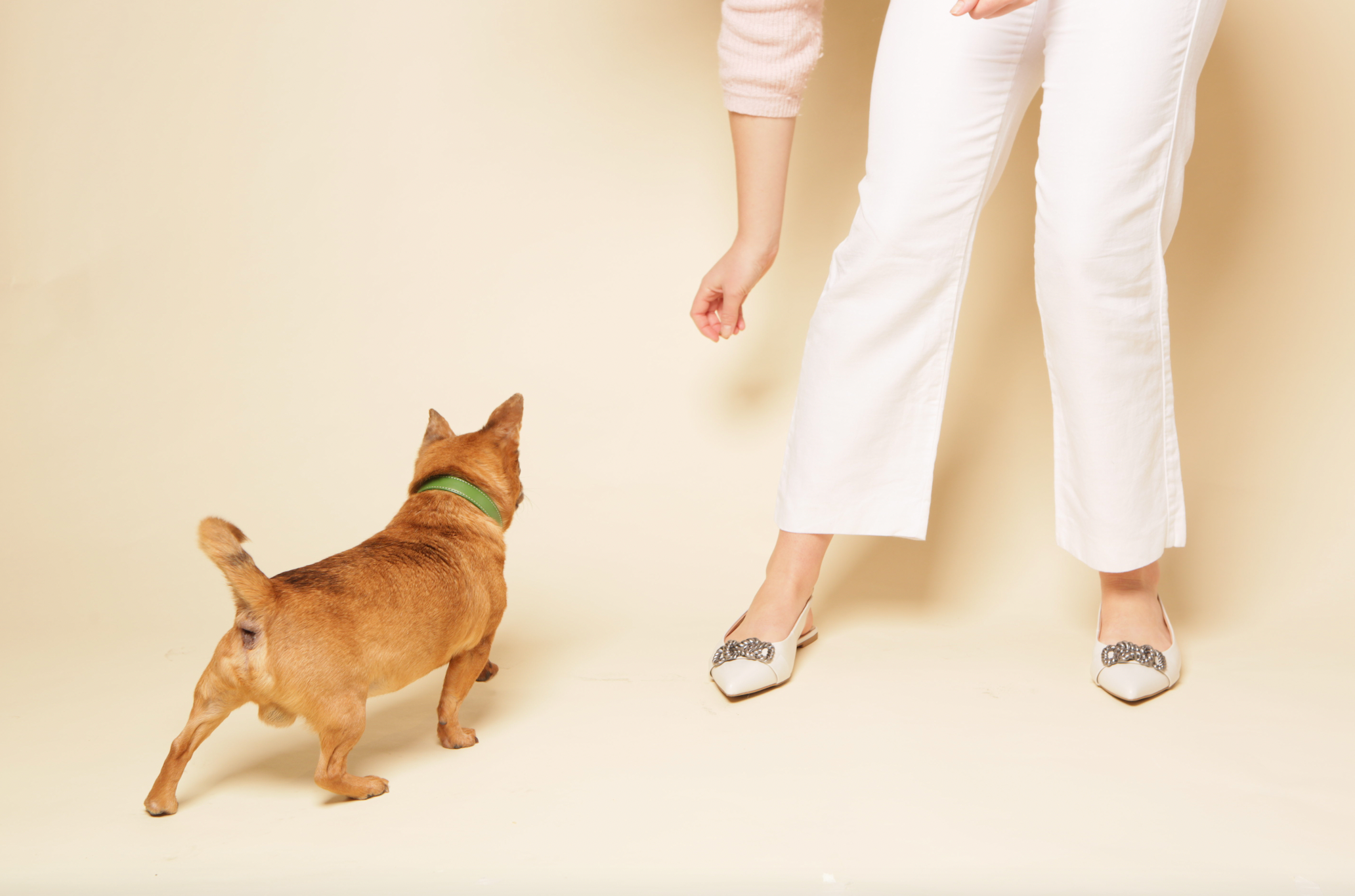 Skylos Collective - Wholesale Pet Poop Bag - Oceanex Dog Poo Bags (20pcs) Made with Oyster Shell Extract2