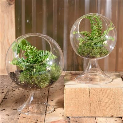 HomArt - Wholesale Terrarium - Sole Terrarium, Glass - Round, Sm4