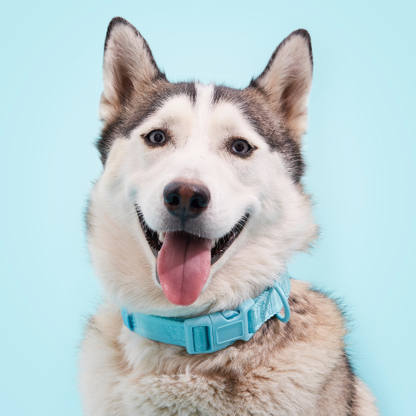 ARISTOPET - Wholesale Pet Collar - Dog - SIGNATURE COLLAR15