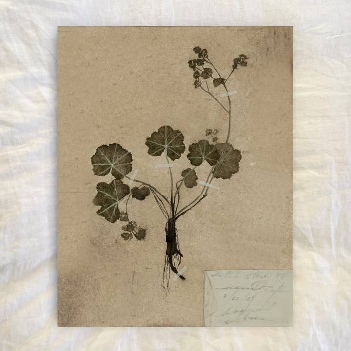 petite study no. vi for wholesale by Hannah Winters Art