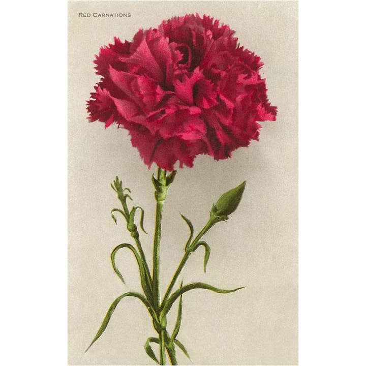 Found Image Press - Wholesale Postcard - Postcard FC-39 Red Carnation