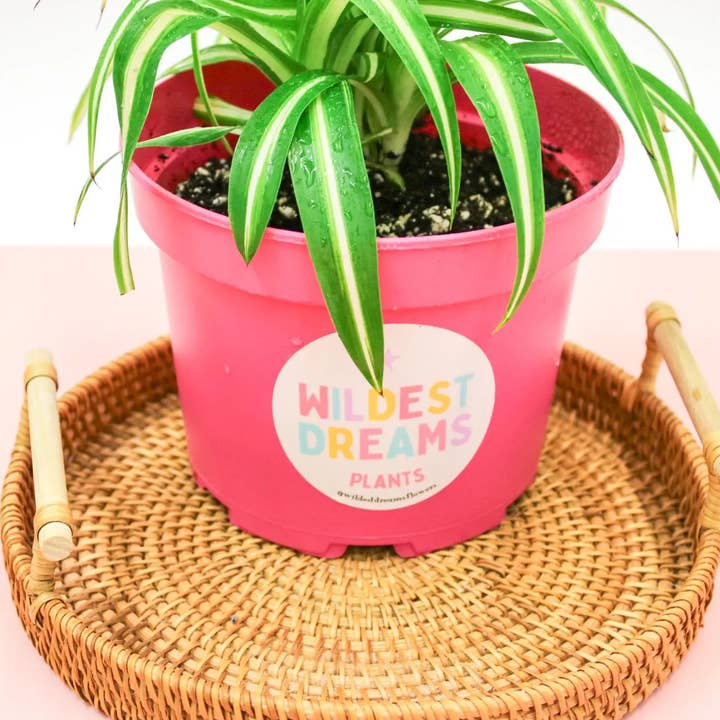 Wildestdreams.flowers - Wholesale Live plant - Chlorophytum mix - Spider plants Mixed 12cm 1