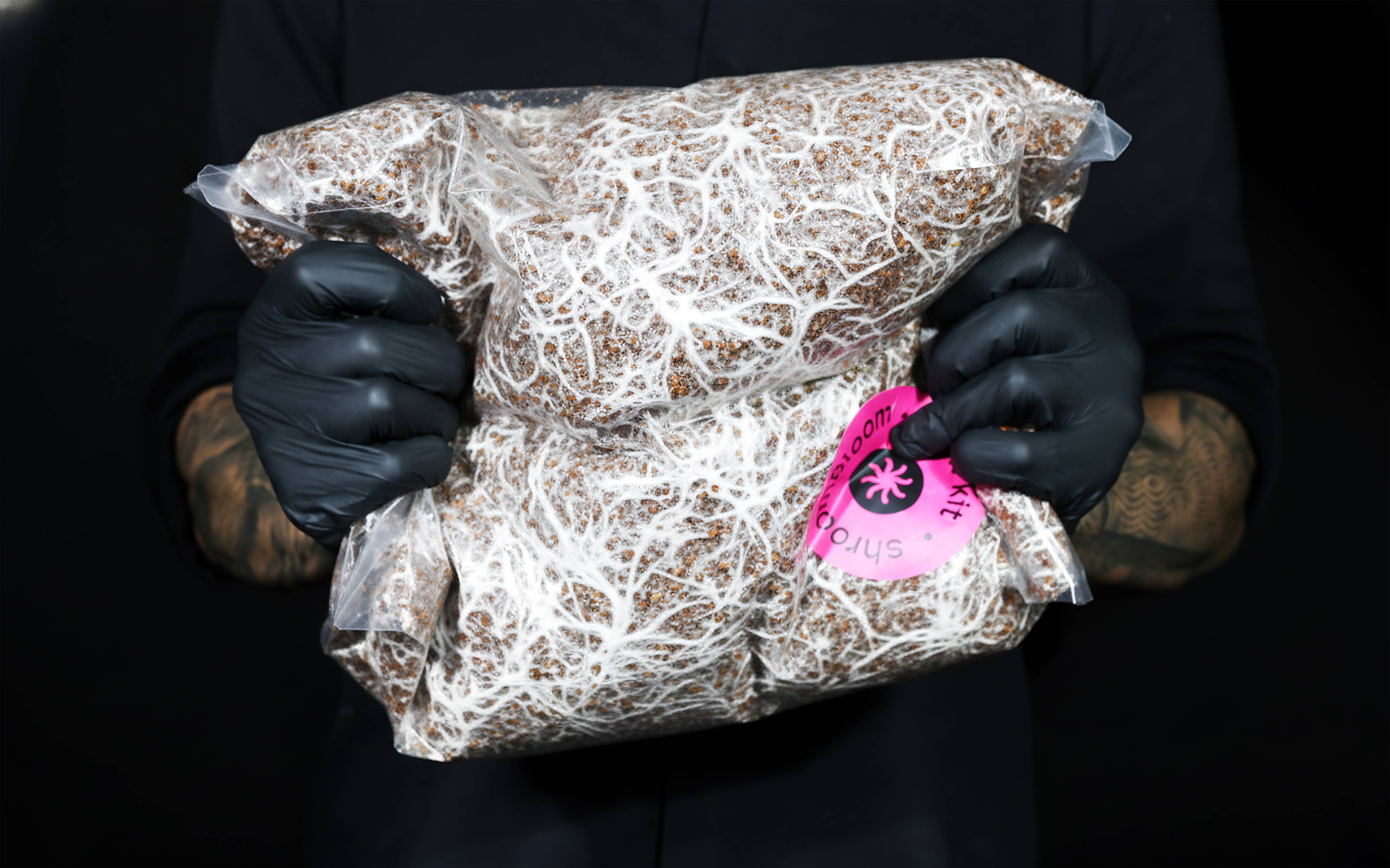 Nublume Mushroom - Wholesale Planter Box - All-In-One Mushroom Grow Kit – Perfect for First-Time Grower8