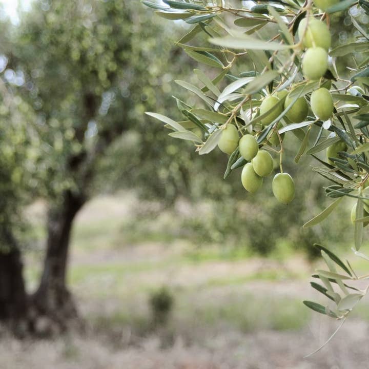 M5 Corporation - Wholesale Olive Oil - White Truffle Infused EVOO - 8.5oz (250ml)2